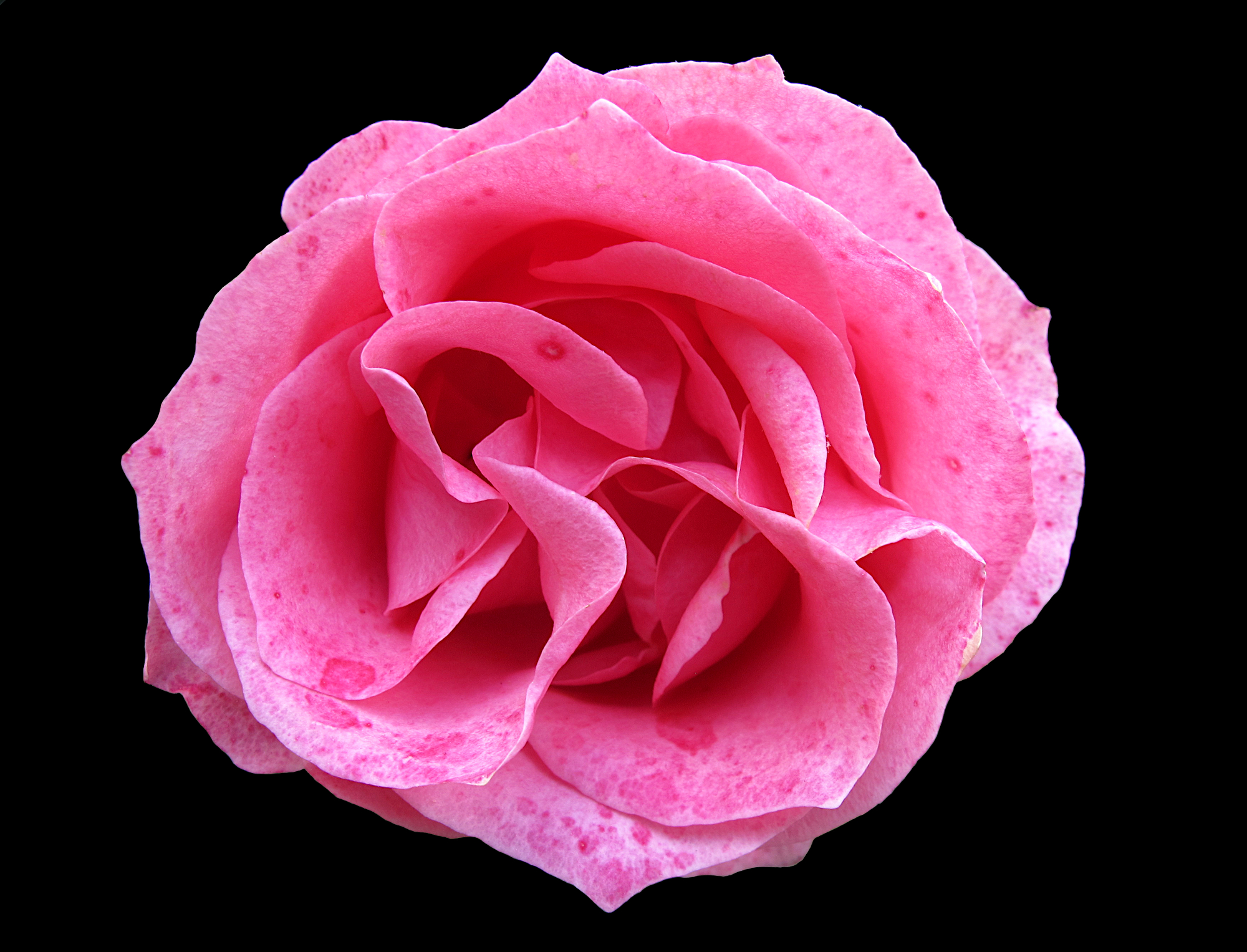 Pink rosy rose flower in sunlight